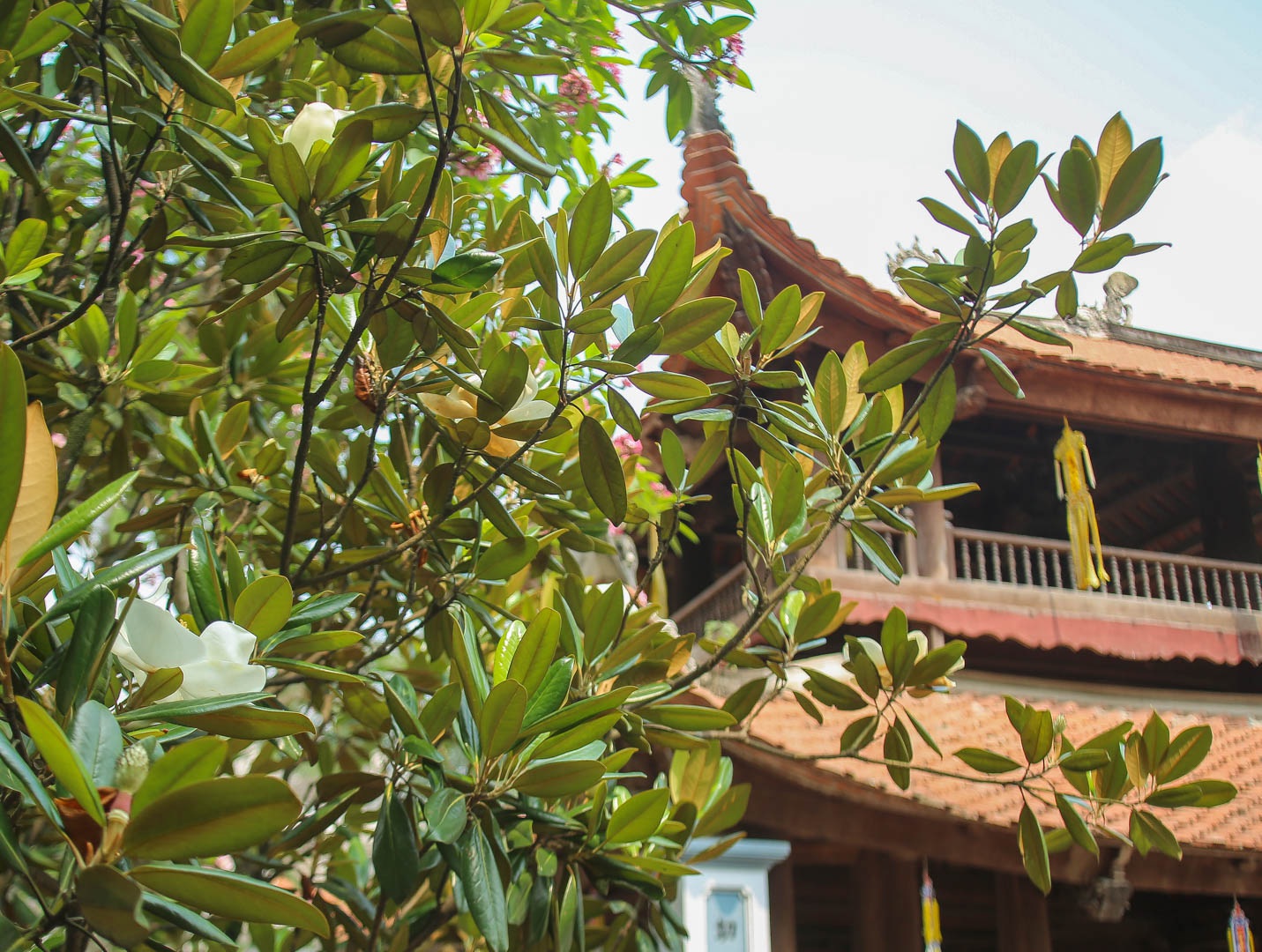 Kì lạ đóa sen nằm trên cạn, tỏa hương thơm ngát ngôi chùa trăm năm tuổi - 2