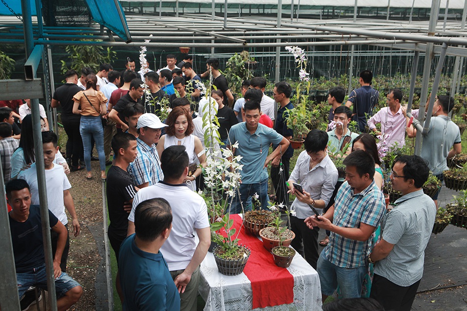 Chiêm ngưỡng những giỏ hoa lan đột biến hiếm có giá hàng trăm triệu - 1