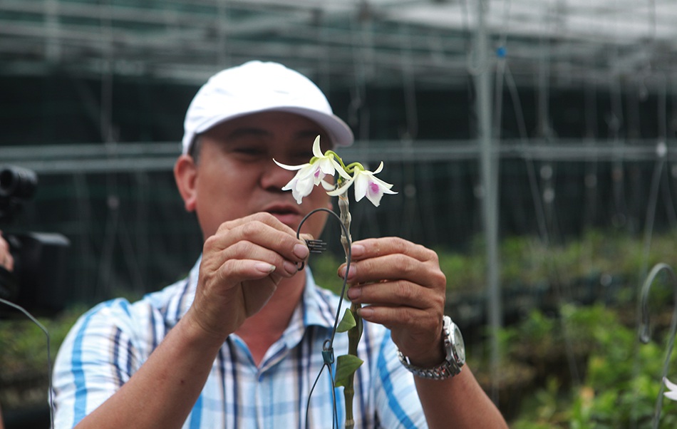 Chiêm ngưỡng những giỏ hoa lan đột biến hiếm có giá hàng trăm triệu - 11