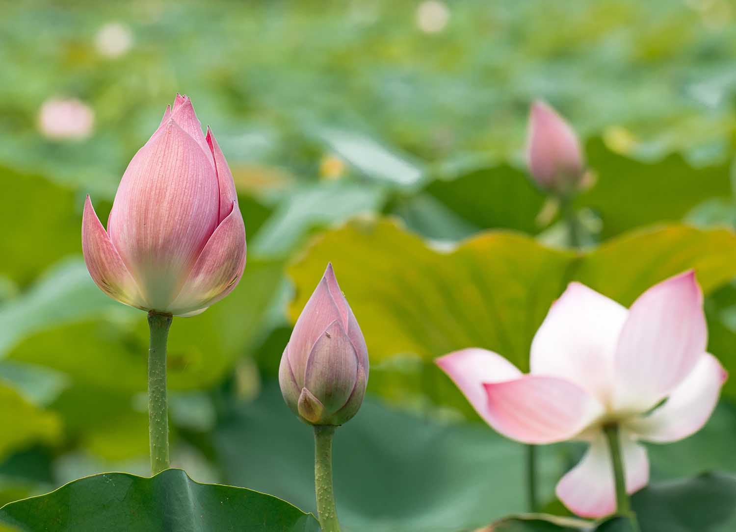 Người phụ nữ khiến sen nhả ra ngọc dệt thành khăn giá 10 triệu đồng/chiếc - 2