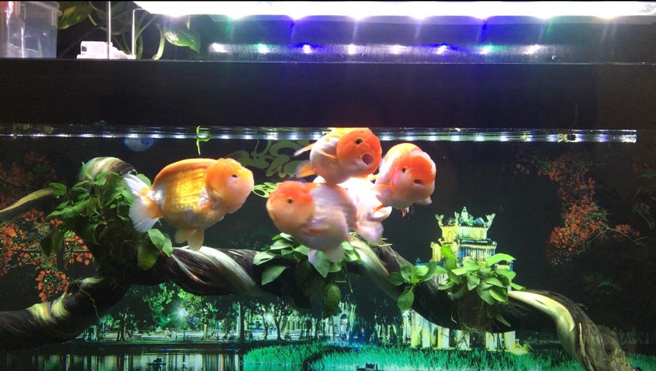 Vua cá vàng đắt đỏ giá tiền triệu, dân chơi vẫn mê mẩn - 1
