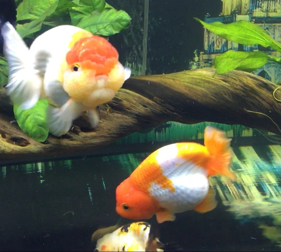 Vua cá vàng đắt đỏ giá tiền triệu, dân chơi vẫn mê mẩn - 3