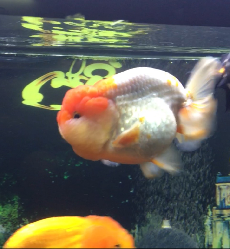 Vua cá vàng đắt đỏ giá tiền triệu, dân chơi vẫn mê mẩn - 4