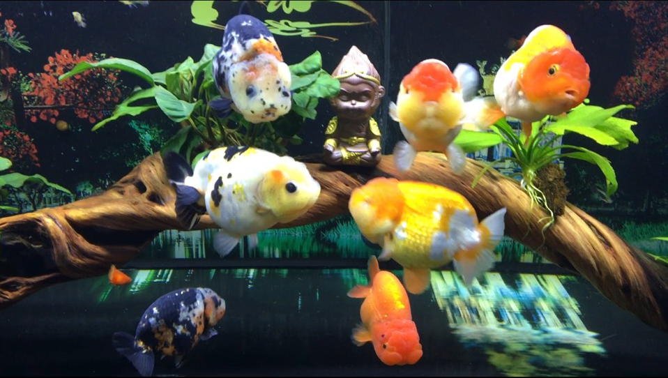 Vua cá vàng đắt đỏ giá tiền triệu, dân chơi vẫn mê mẩn - 2