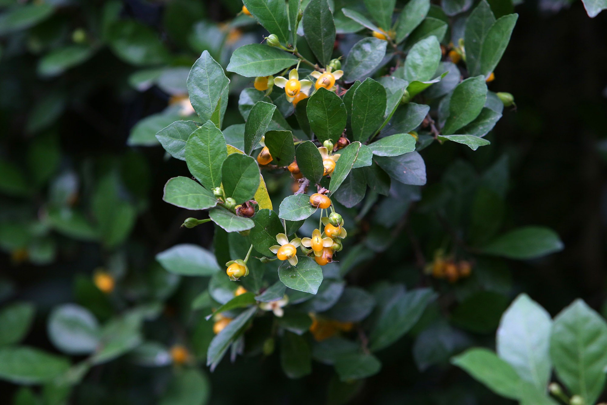 Rặng cây duối cổ hơn 1000 năm tuổi ở Hà Nội - 12