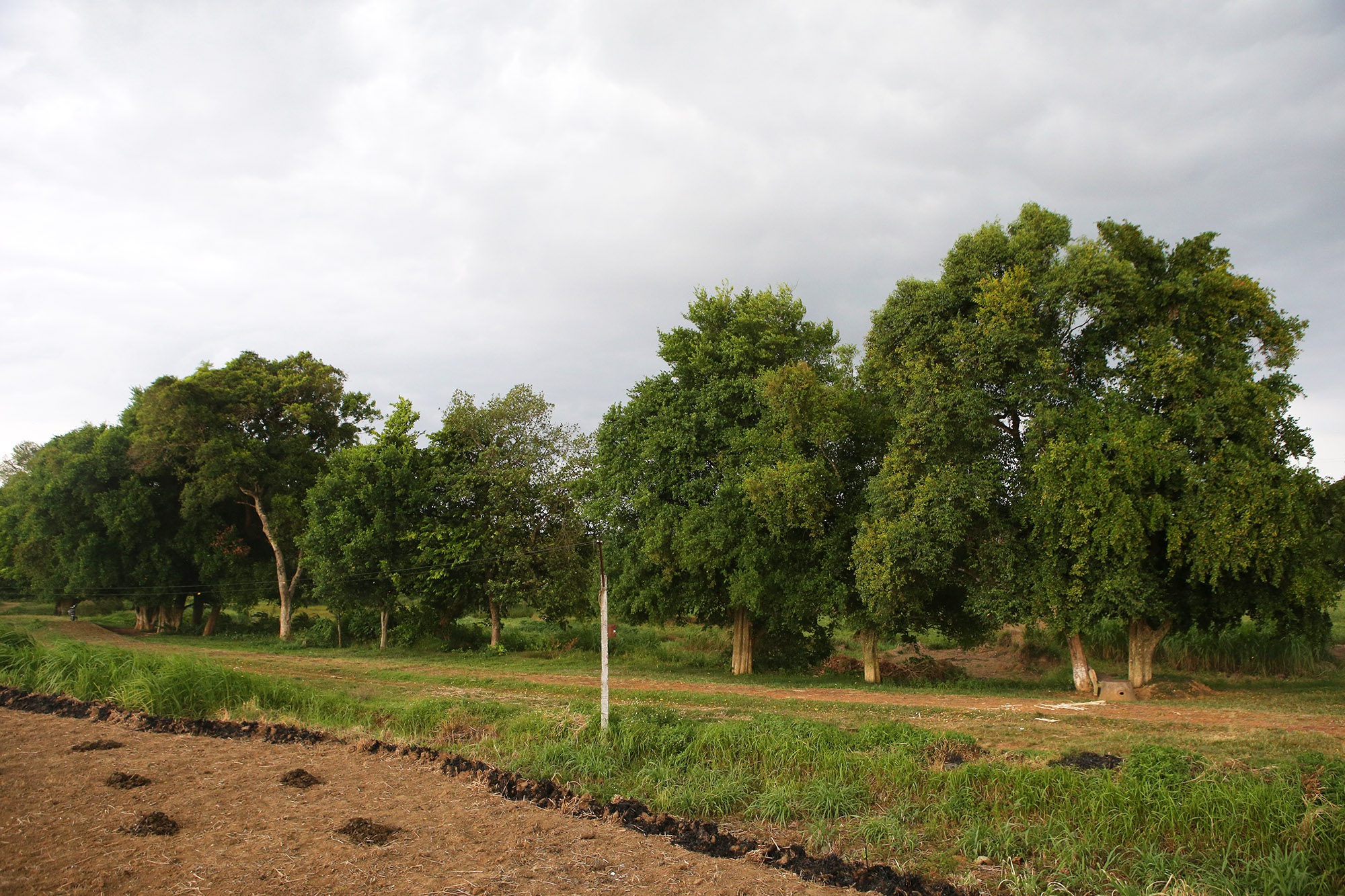 Rặng cây duối cổ hơn 1000 năm tuổi ở Hà Nội - 13