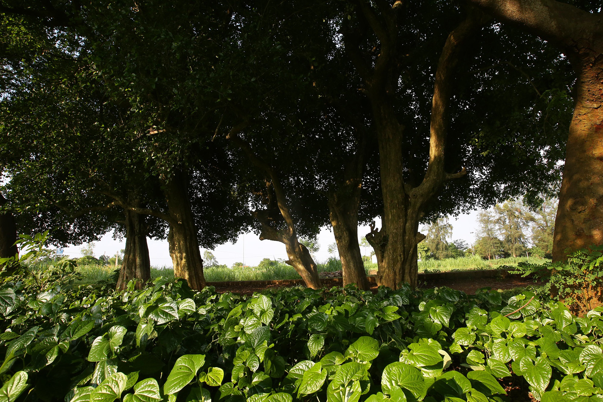 Rặng cây duối cổ hơn 1000 năm tuổi ở Hà Nội - 14