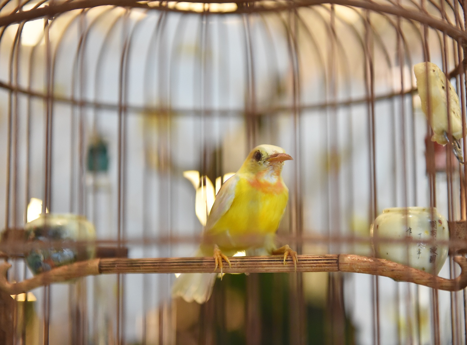 Mãn nhãn với bộ sưu tập chim quý hiếm, giá khủng của vua chim màu Việt - 8