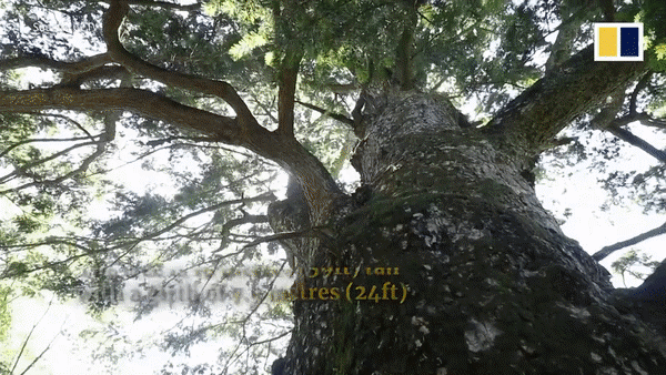 Cây tùng cổ thụ 1.900 năm tuổi với thân cây rỗng hoàn toàn - 1