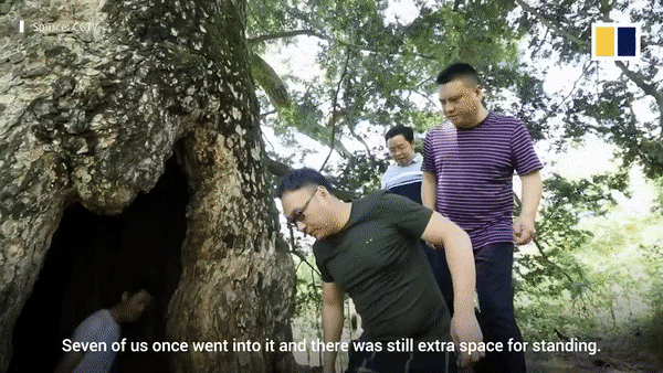 Cây tùng cổ thụ 1.900 năm tuổi với thân cây rỗng hoàn toàn - 2