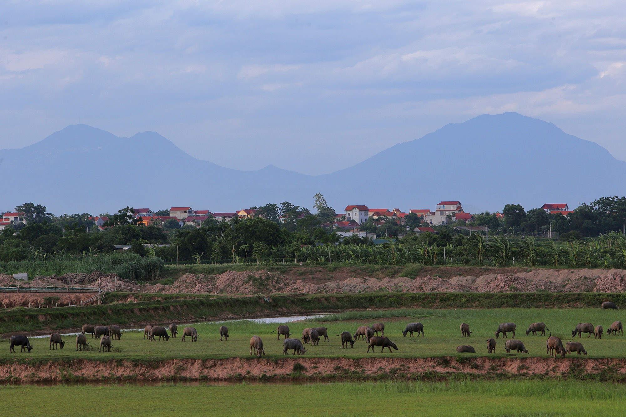 Phong cảnh bình yên nhìn từ những triền đê ở Hà Nội - 9