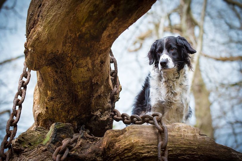 Bí ẩn chuyện cây cổ thụ bị xiềng xích chằng chịt suốt hàng trăm năm - 4