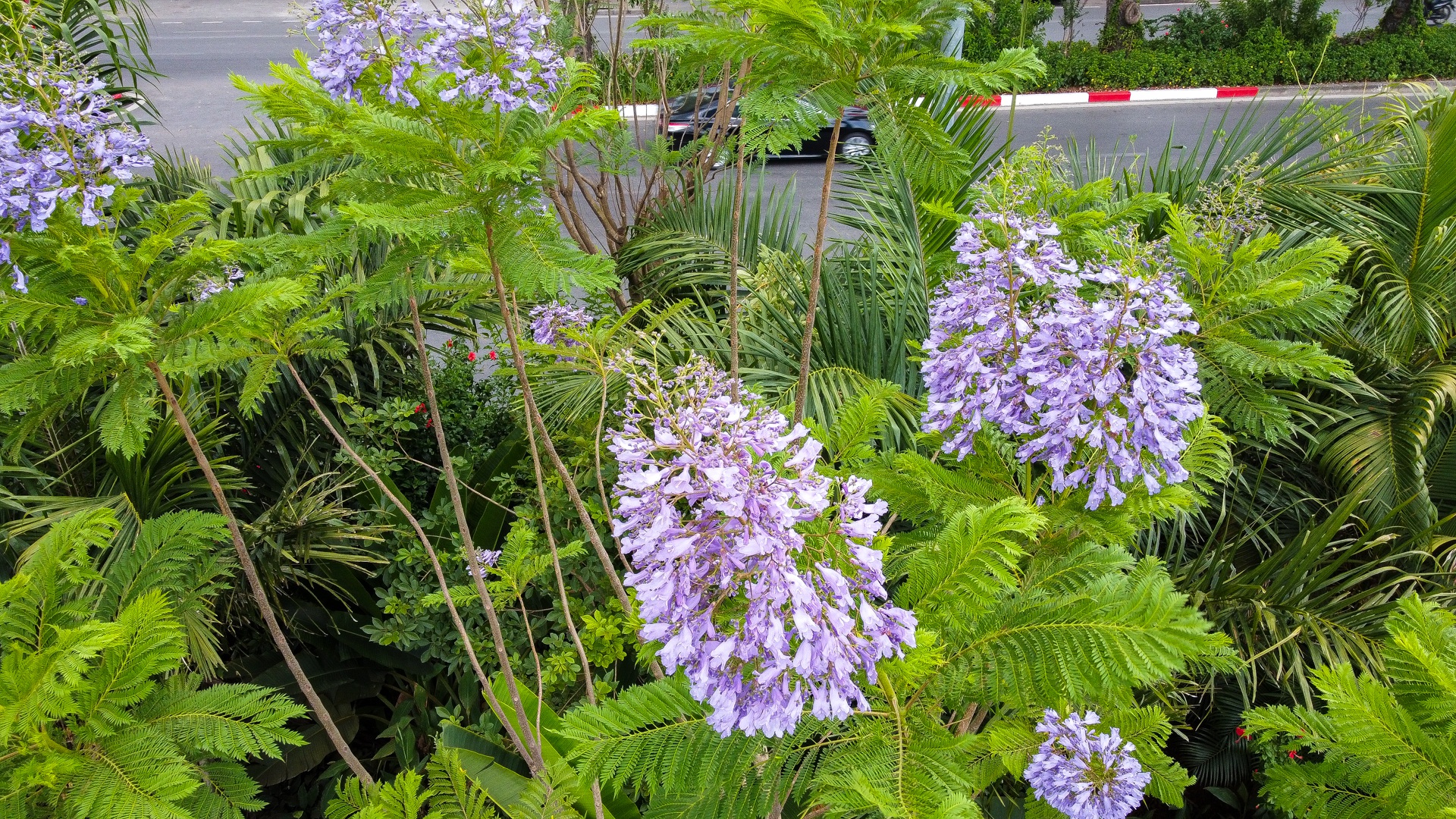 Thổn thức với thức hoa tím khiến người Hà Nội nhớ Đà Lạt - 4