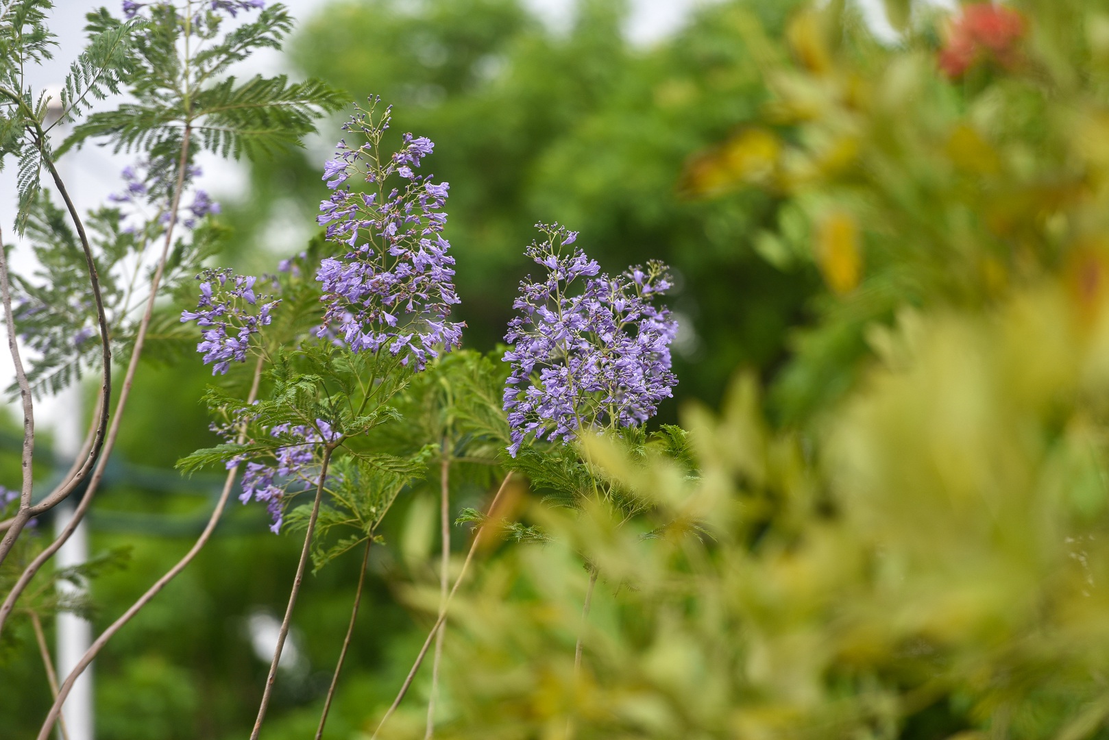 Thổn thức với thức hoa tím khiến người Hà Nội nhớ Đà Lạt - 9