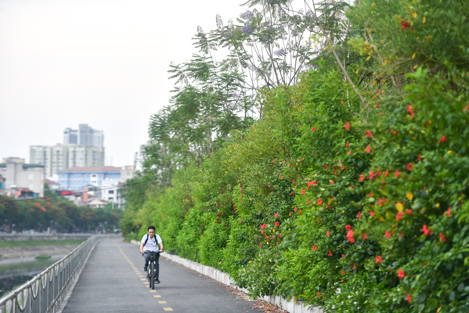 Thổn thức với thức hoa tím khiến người Hà Nội nhớ Đà Lạt - 7