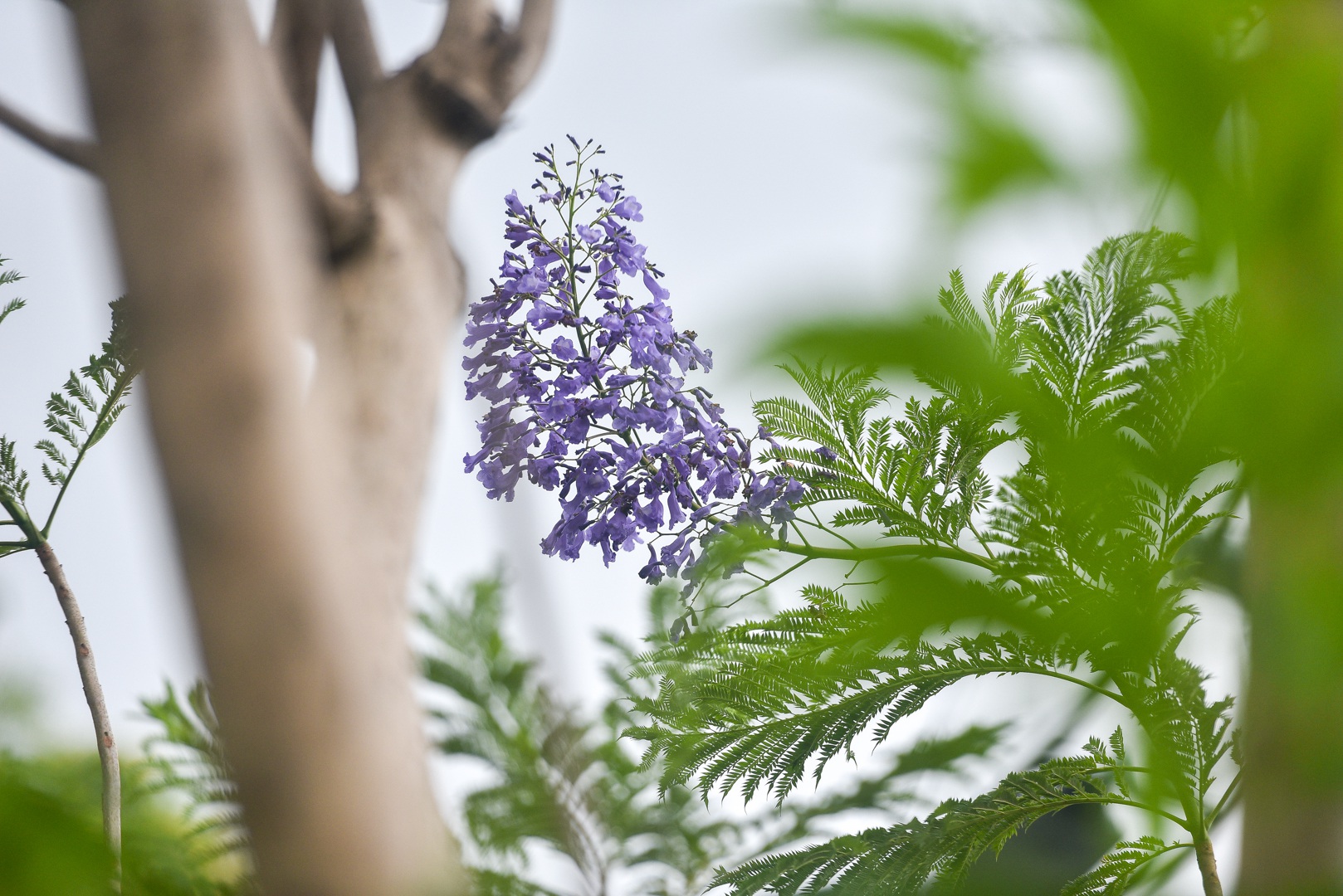 Thổn thức với thức hoa tím khiến người Hà Nội nhớ Đà Lạt - 6