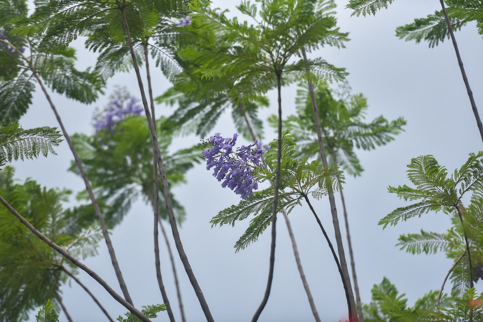 Thổn thức với thức hoa tím khiến người Hà Nội nhớ Đà Lạt - 8