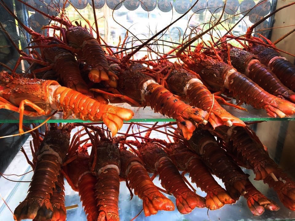 Bỏ lương nghìn đô ở sân bay, 9x Khánh Hòa về bán tôm hùm thu lãi khủng - 2