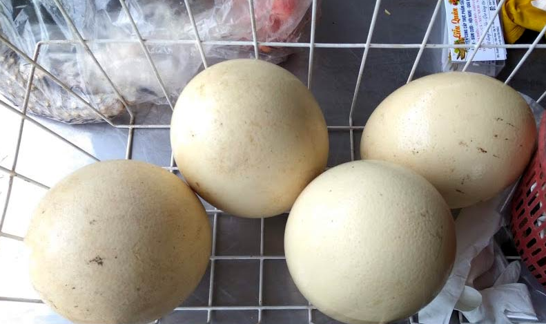 Trứng đà điểu Emu giá tiền triệu, nhà giàu ăn sang cũng phải nhịn miệng - 5