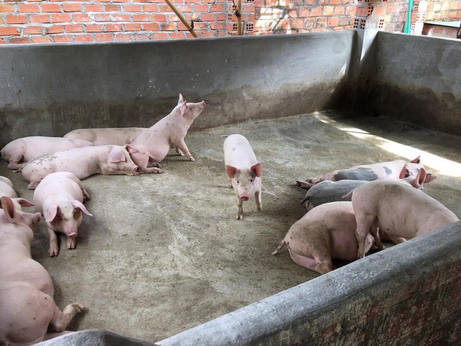 Siu Black hạnh phúc chăm cháu nội, làm rẫy nuôi heo ở Kon Tum - 3