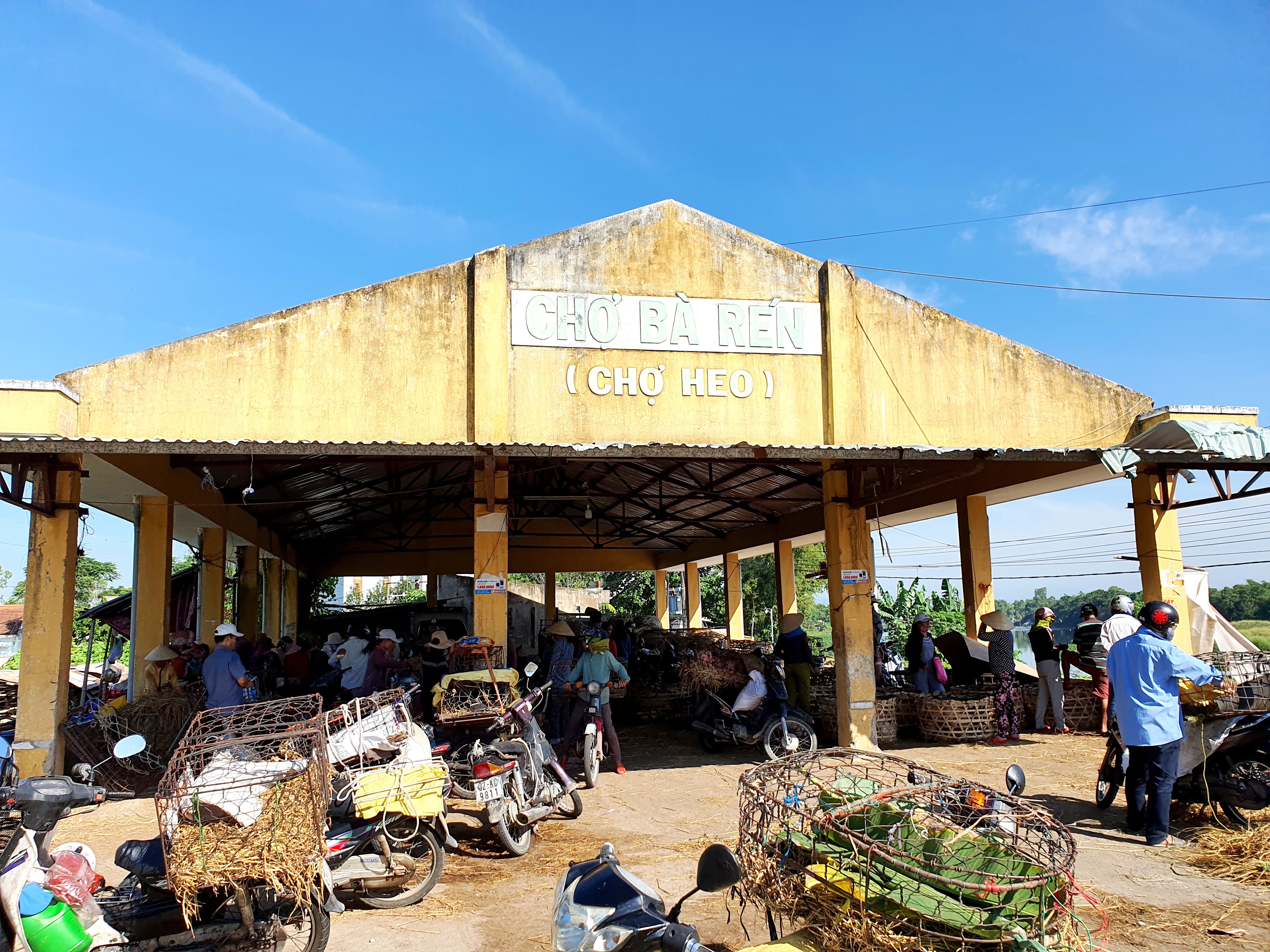 Ở Quảng Nam có nghề đặc biệt: Phụ nữ “bồng heo” - 1