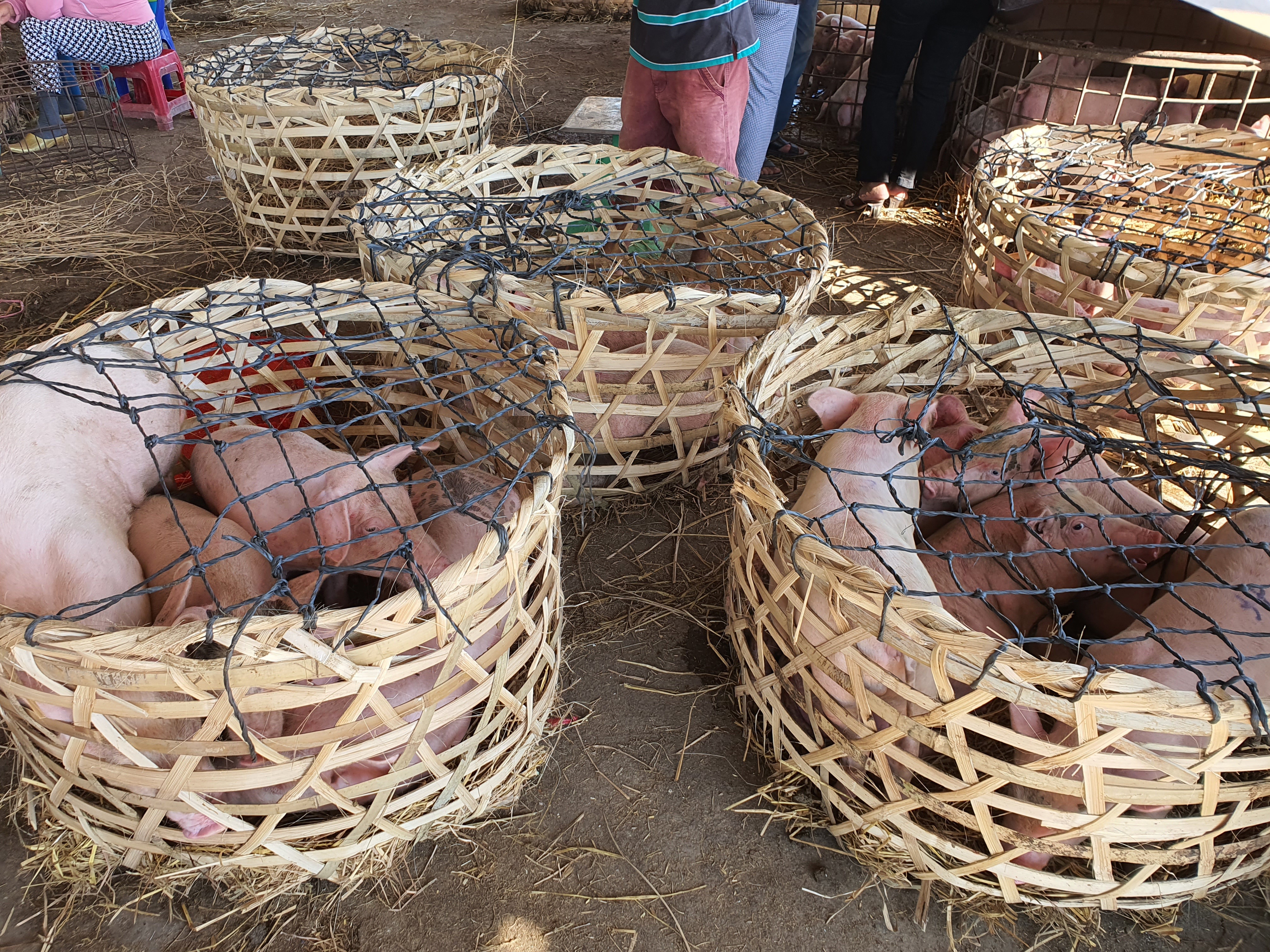 Ở Quảng Nam có nghề đặc biệt: Phụ nữ “bồng heo” - 2