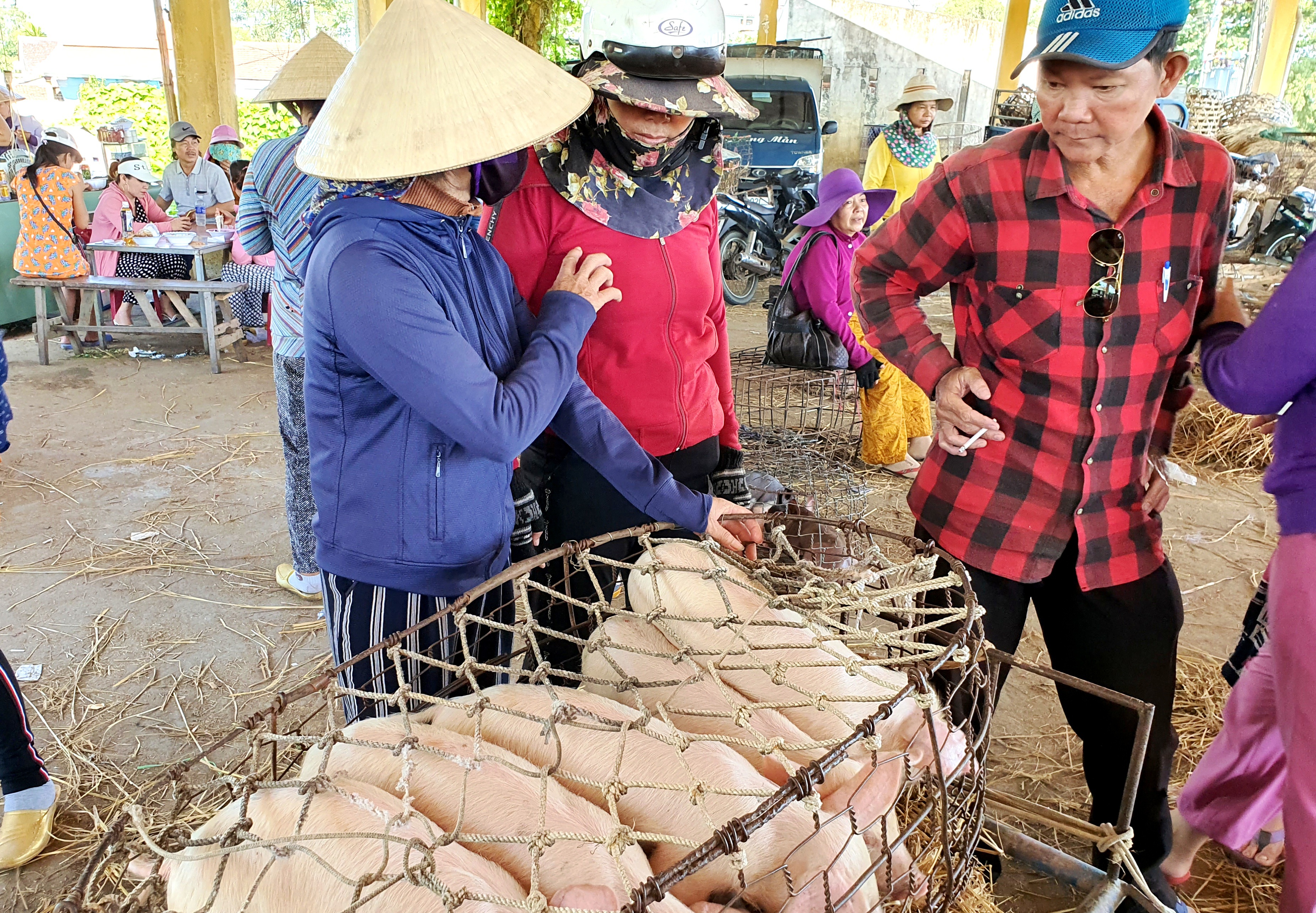 Ở Quảng Nam có nghề đặc biệt: Phụ nữ “bồng heo” - 3