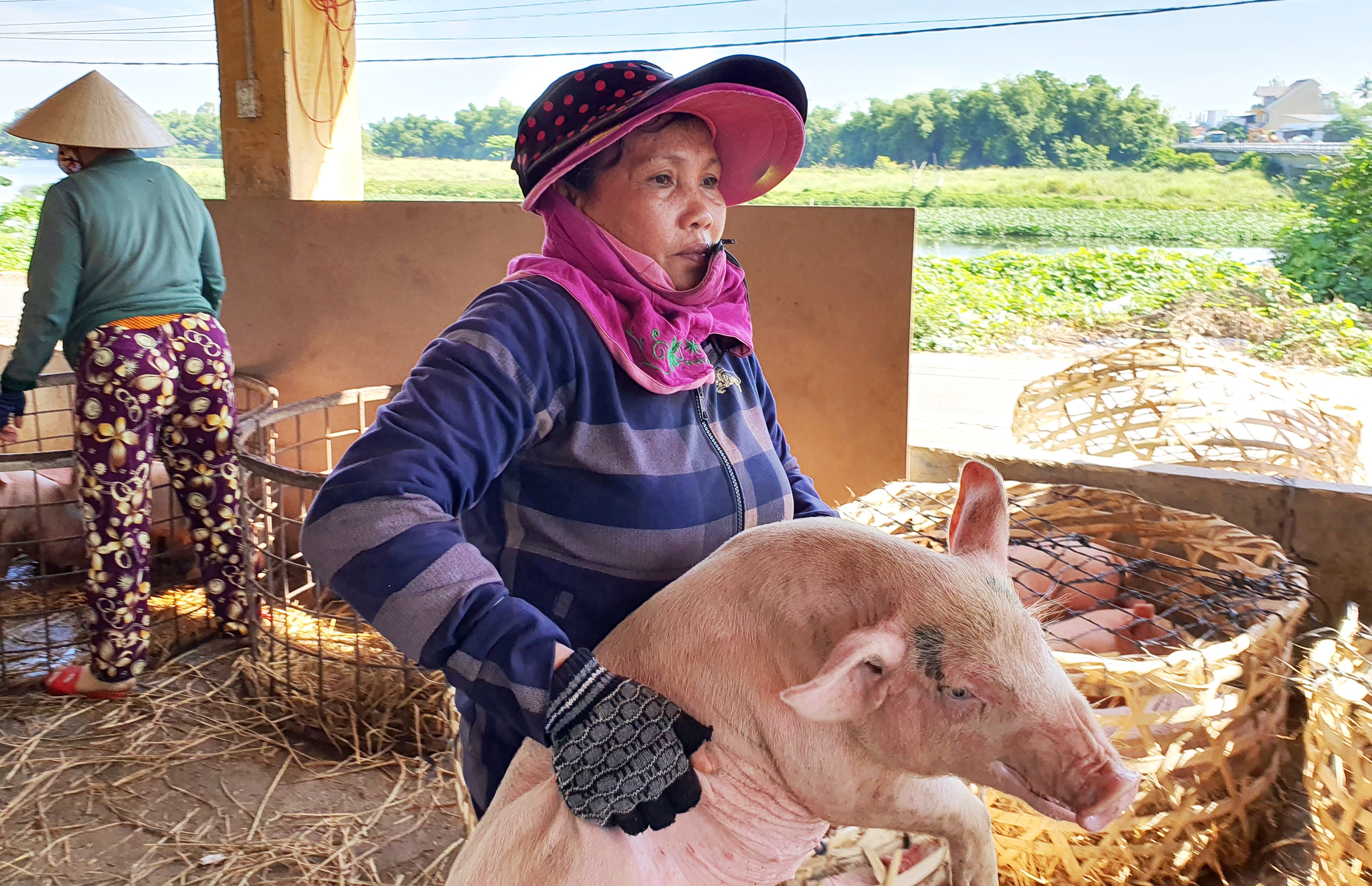 Ở Quảng Nam có nghề đặc biệt: Phụ nữ “bồng heo” - 5