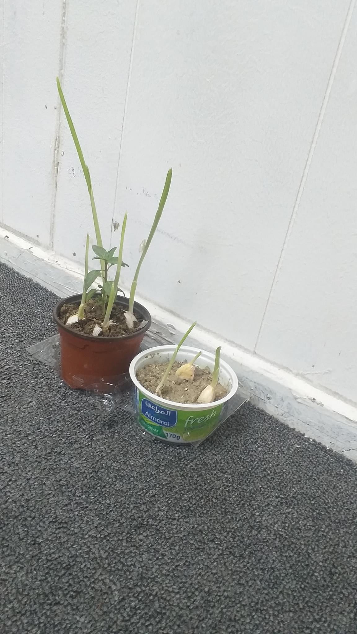 Cười bò khi dân mạng đua nhau chế ảnh giao dịch lan đột biến tiền tỷ - 12