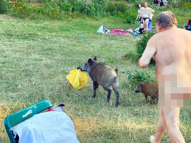 Đề xuất tiêu diệt con lợn ăn trộm đồ của du khách khỏa thân - 2