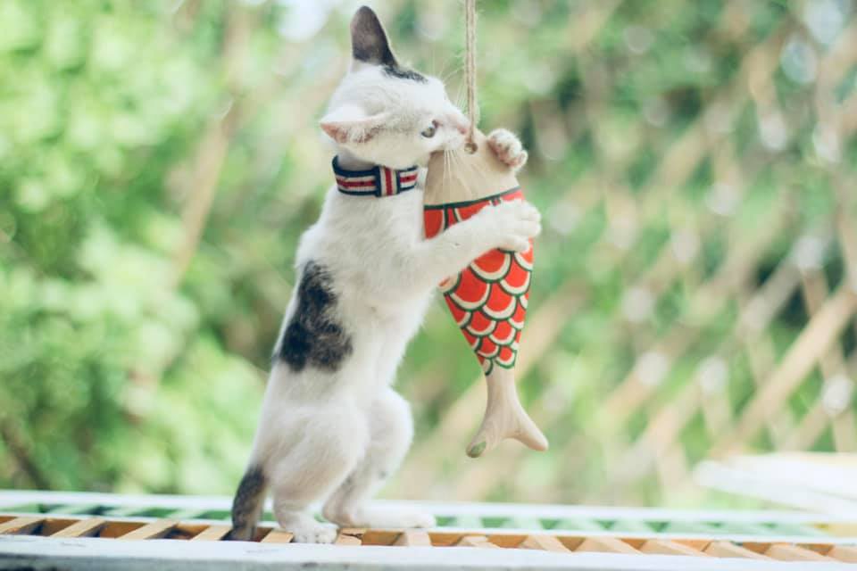 Nữ 9x bỏ việc về quê nuôi cá gỗ, từ ý tưởng điên rồ mang về cả nghìn đô - 5