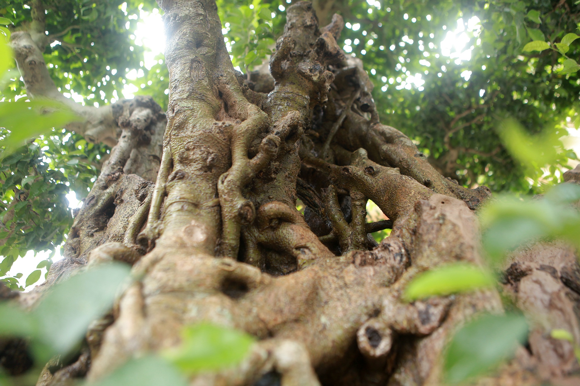 “Báu vật ẩn mình” có tuổi đời 500 năm ở Hà Nội, trả 100 cây vàng không bán - 7