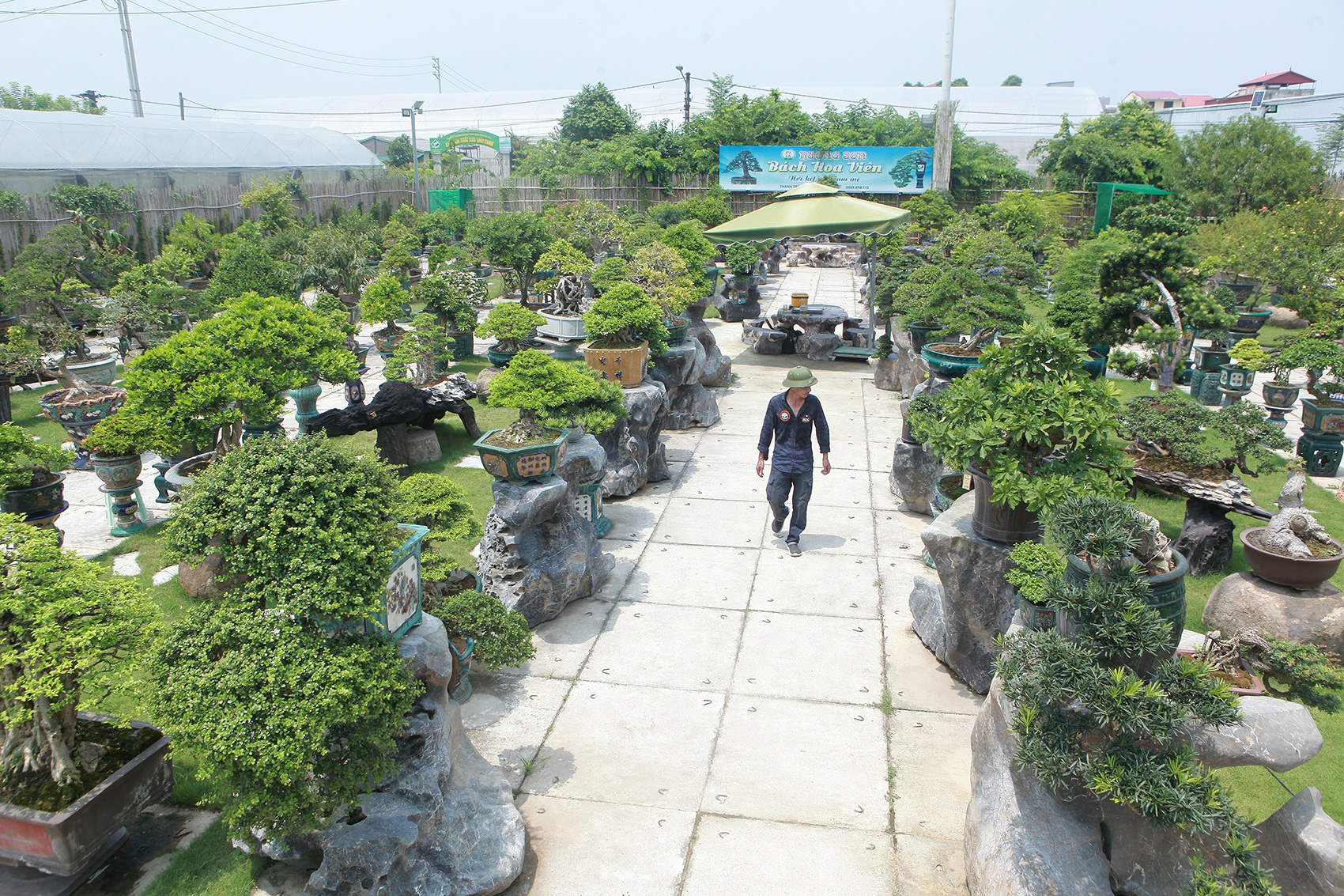 Mục sở thị khu vườn gần 1.000 cây cảnh bonsai hiếm có đất Hà Thành - 1