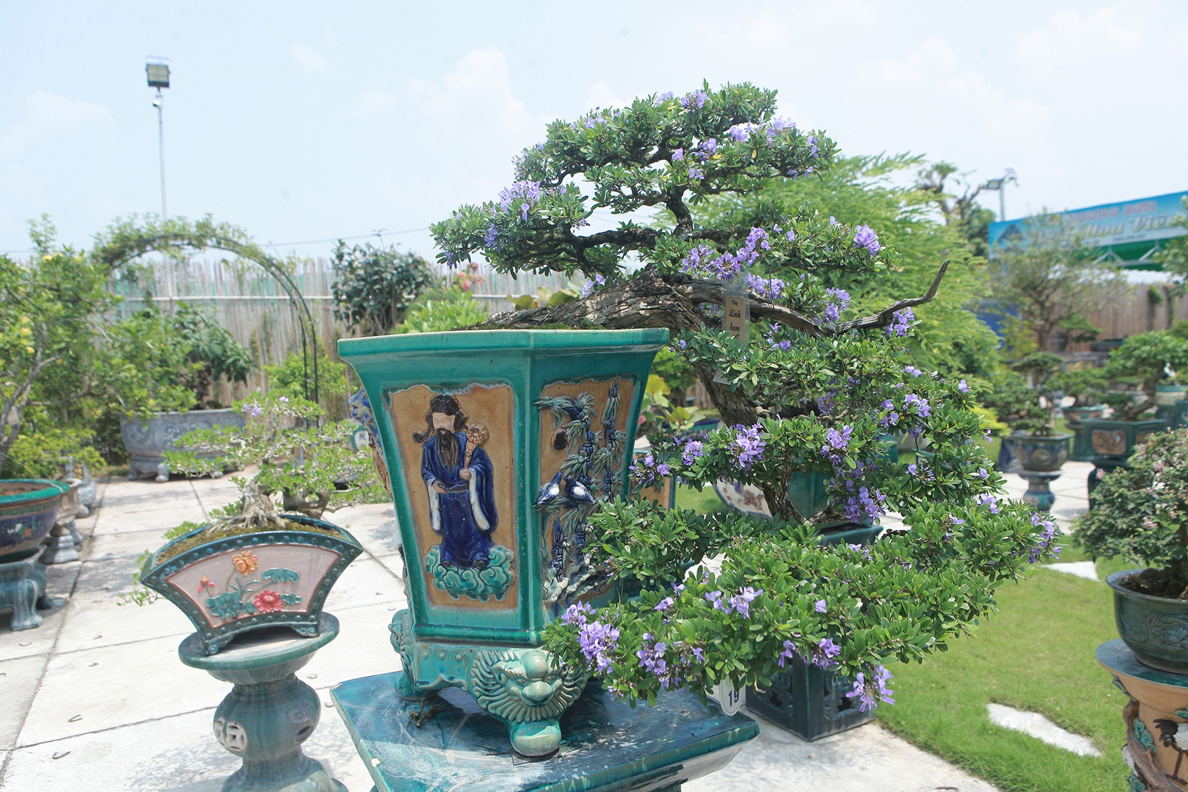 Mục sở thị khu vườn gần 1.000 cây cảnh bonsai hiếm có đất Hà Thành - 10