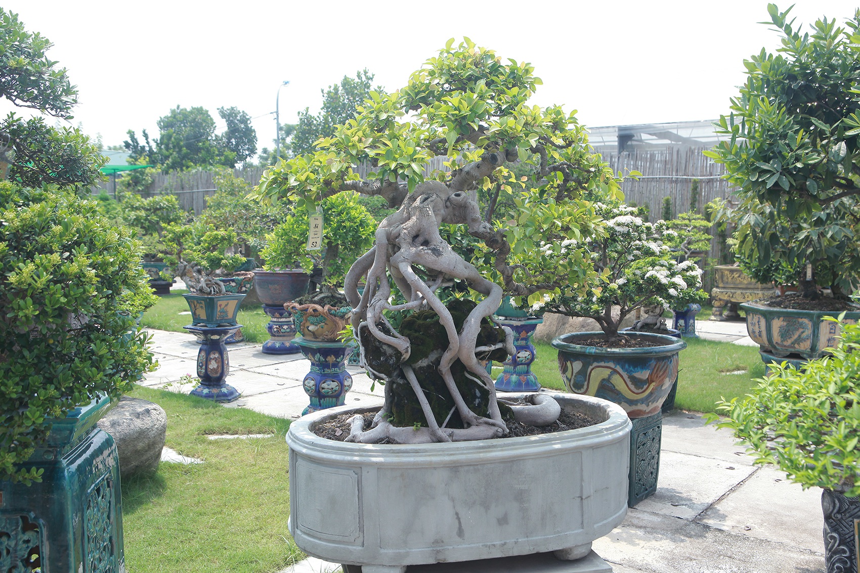 Mục sở thị khu vườn gần 1.000 cây cảnh bonsai hiếm có đất Hà Thành - 12