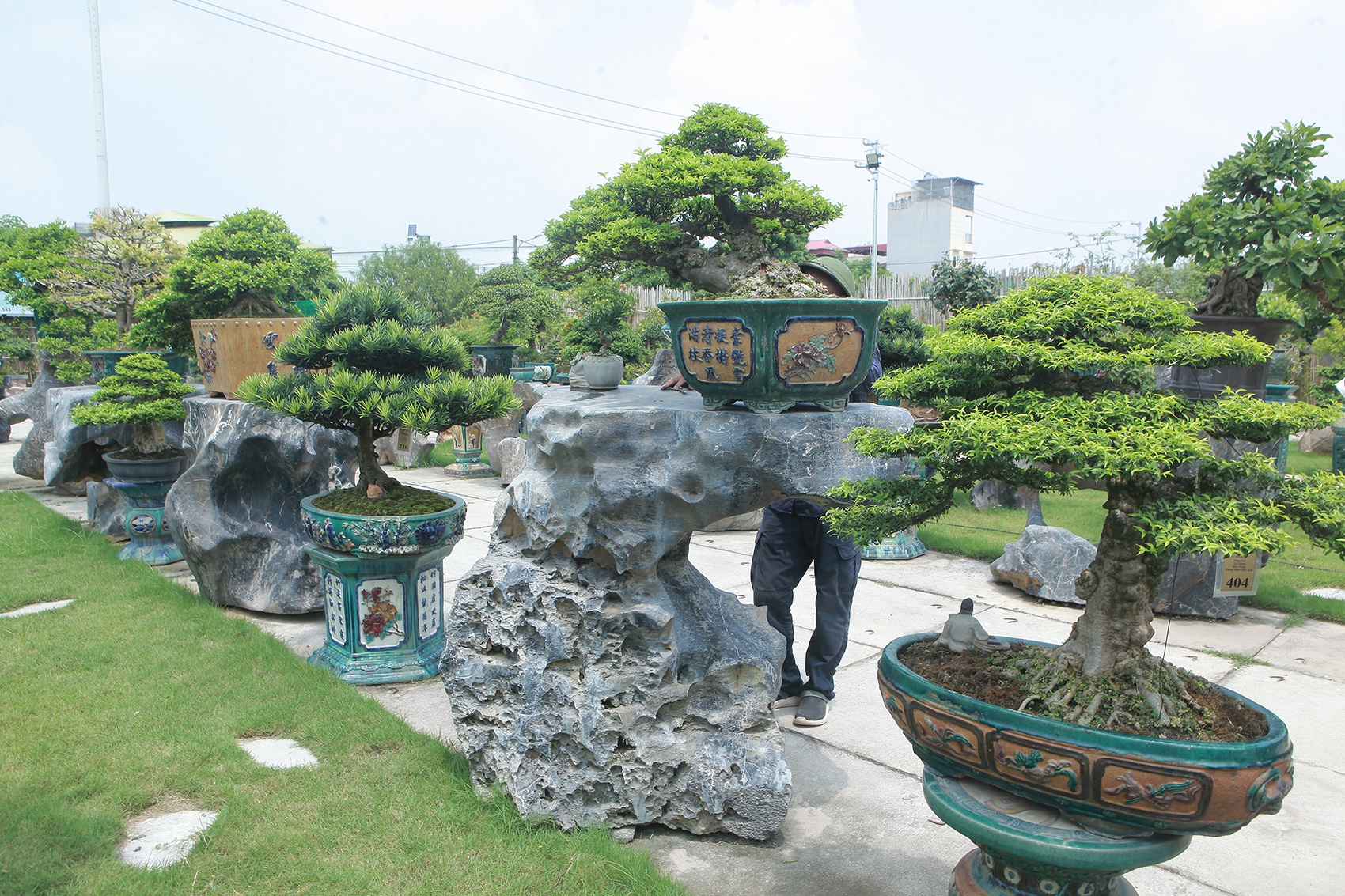 A visit to Hanoi's largest bonsai market