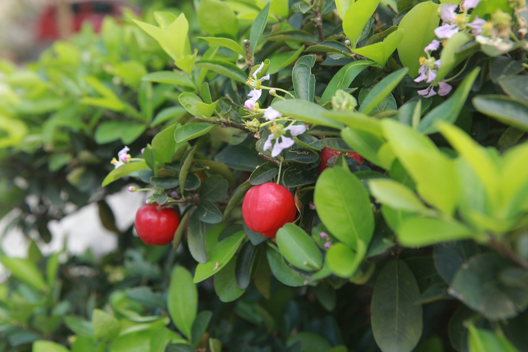 Dàn sơ ri bonsai cổ thụ, trĩu quả giá tiền tỷ của “tướng cướp hoàn lương” - 6