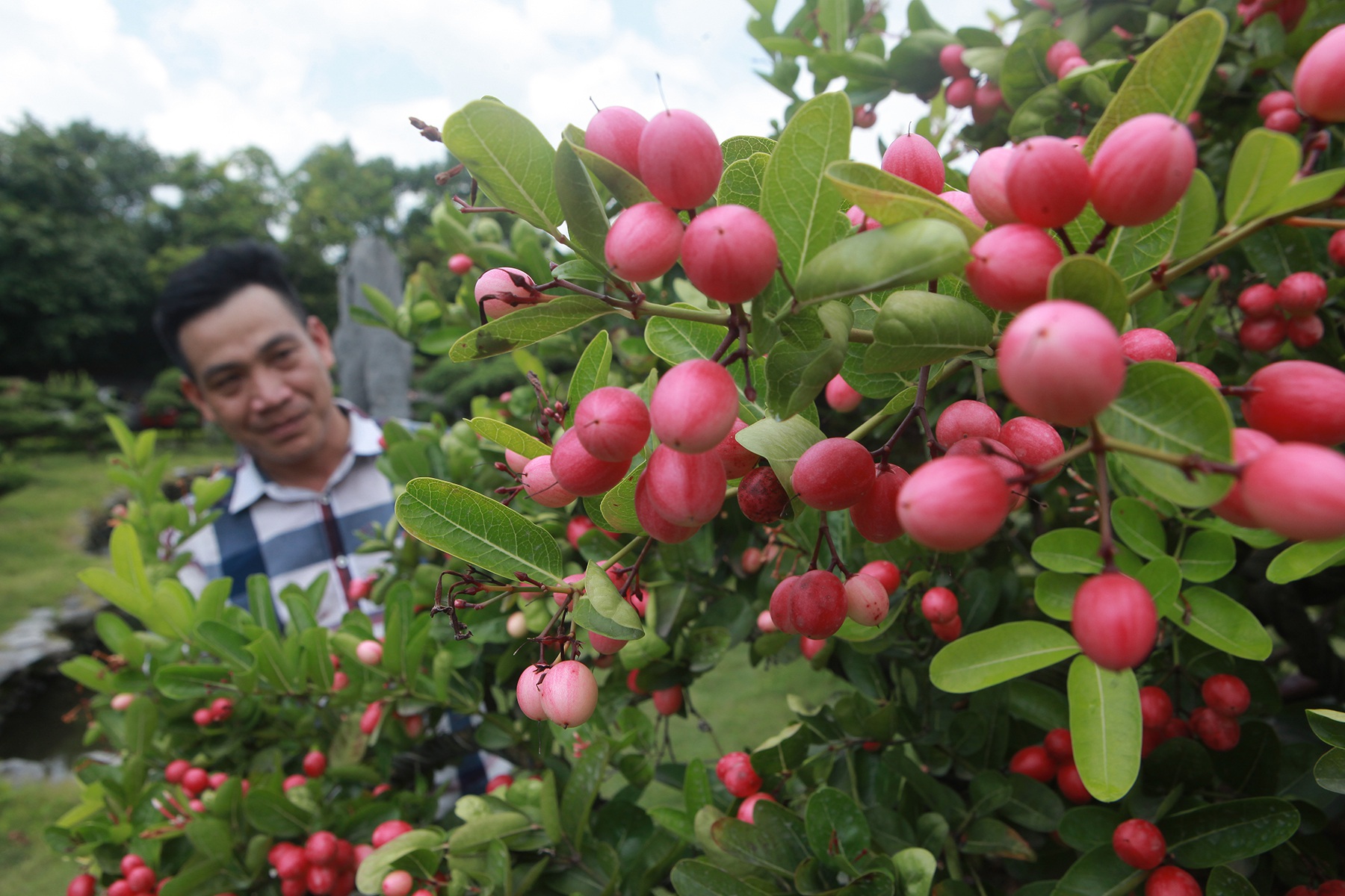 Dàn sơ ri bonsai cổ thụ, trĩu quả giá tiền tỷ của “tướng cướp hoàn lương” - 9