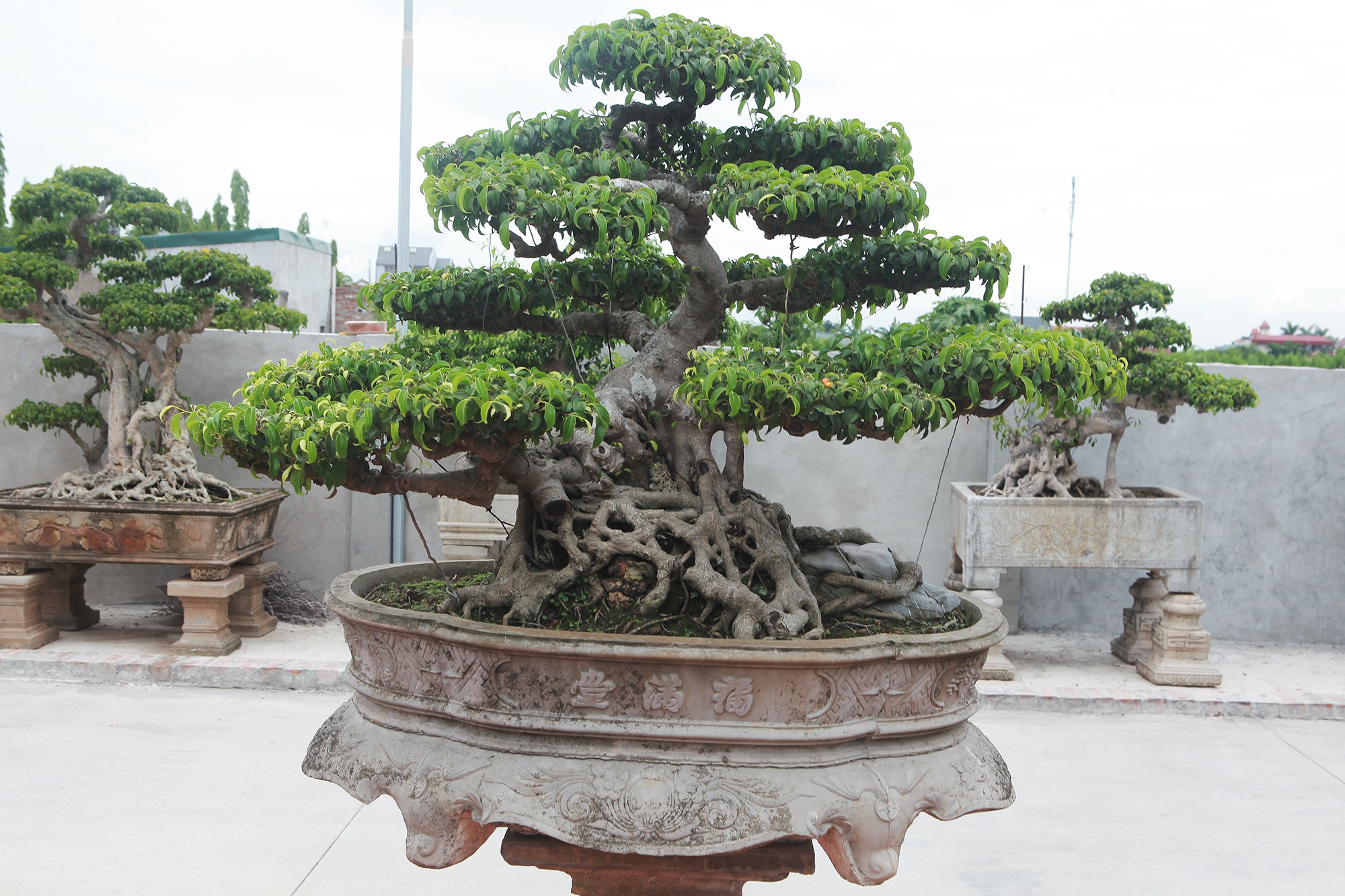 Đã mắt với vườn sanh cổ triệu đô của “đại gia nông dân” Hà Nội - 10