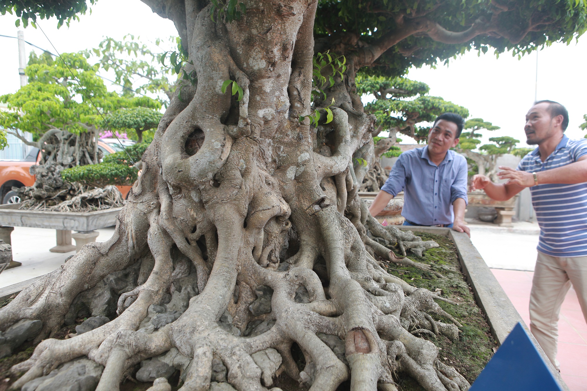 Đã mắt với vườn sanh cổ triệu đô của “đại gia nông dân” Hà Nội - 4