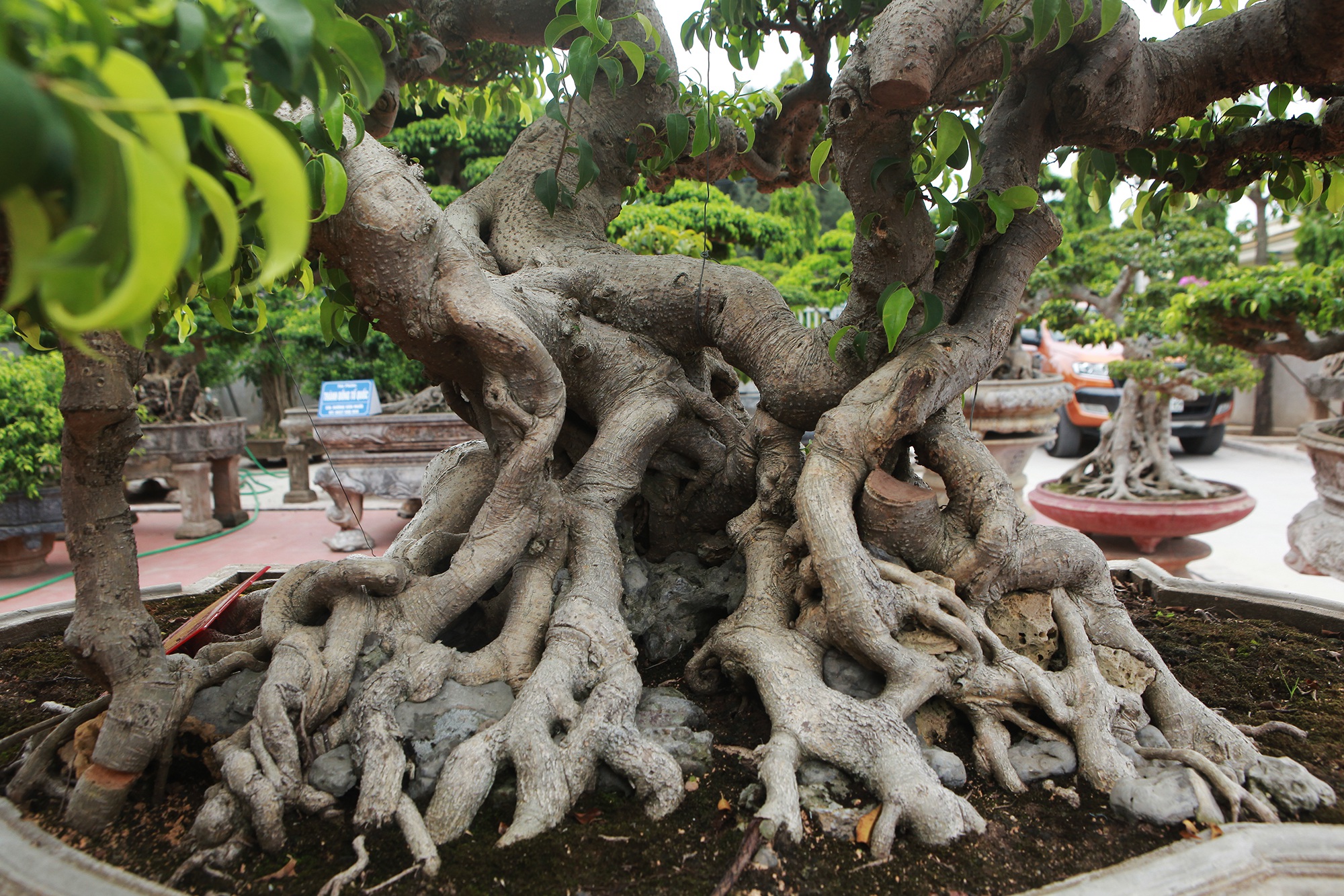 Đã mắt với vườn sanh cổ triệu đô của “đại gia nông dân” Hà Nội - 5