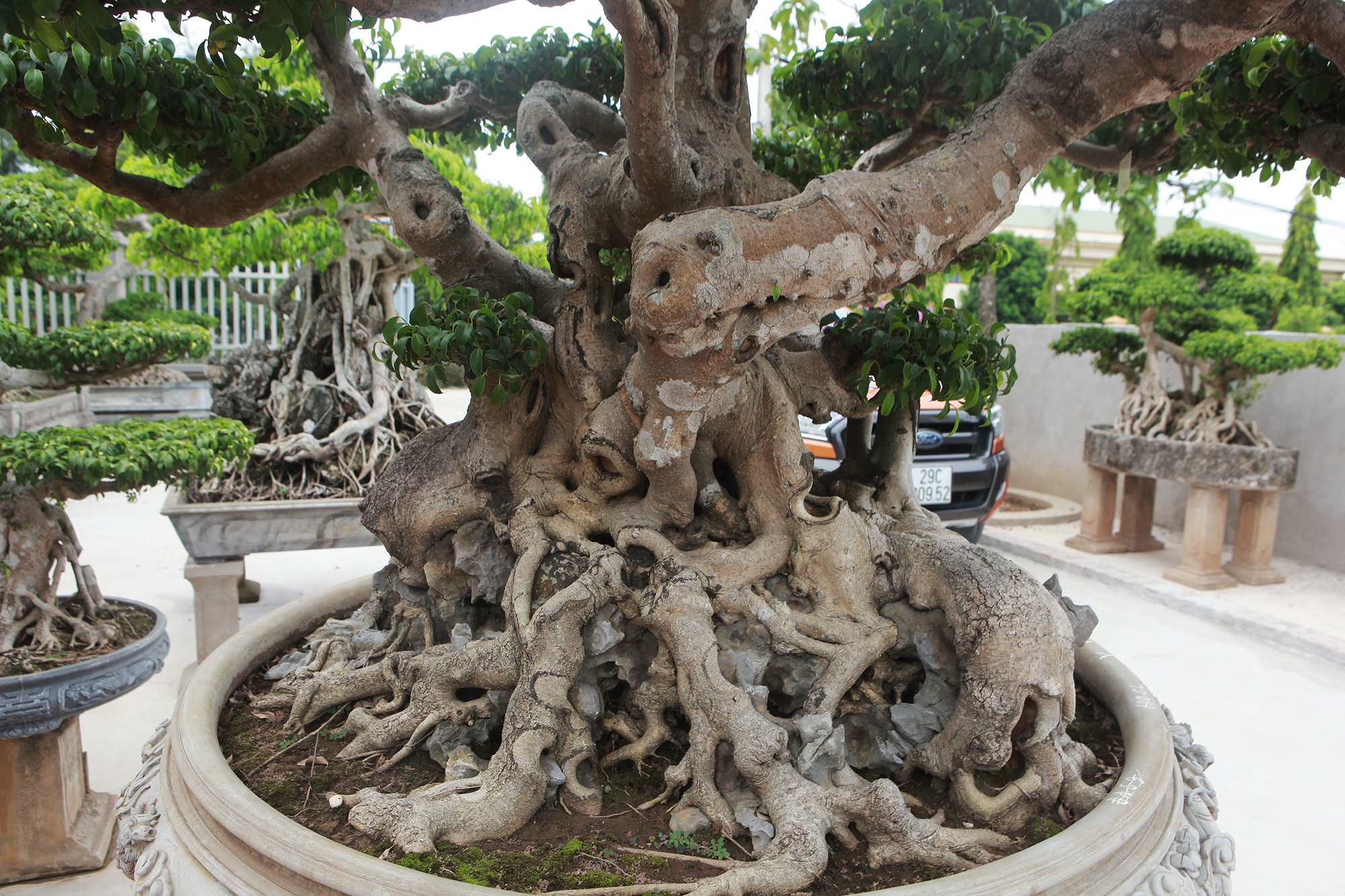 Đã mắt với vườn sanh cổ triệu đô của “đại gia nông dân” Hà Nội - 6