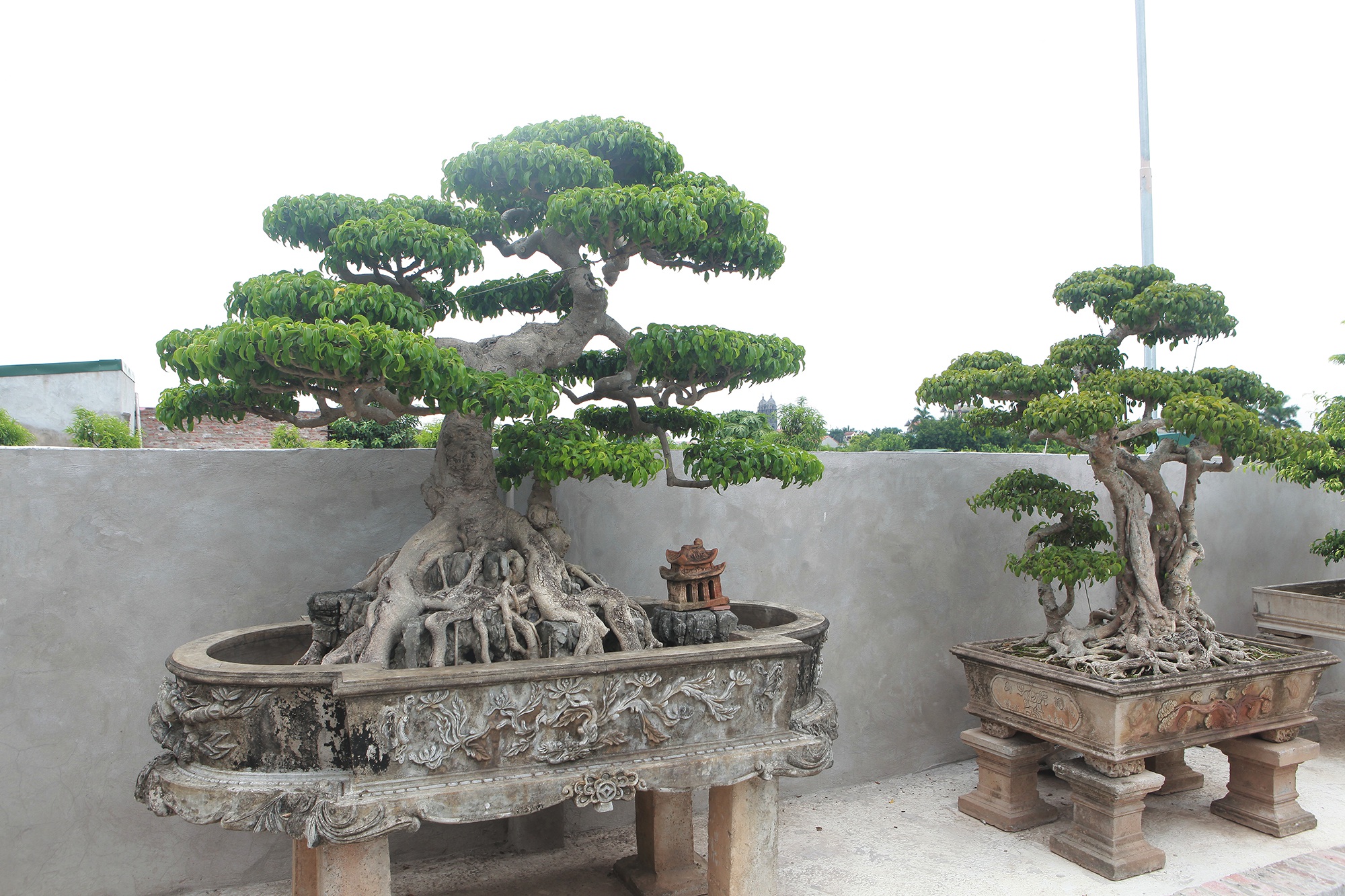 Đã mắt với vườn sanh cổ triệu đô của “đại gia nông dân” Hà Nội - 7