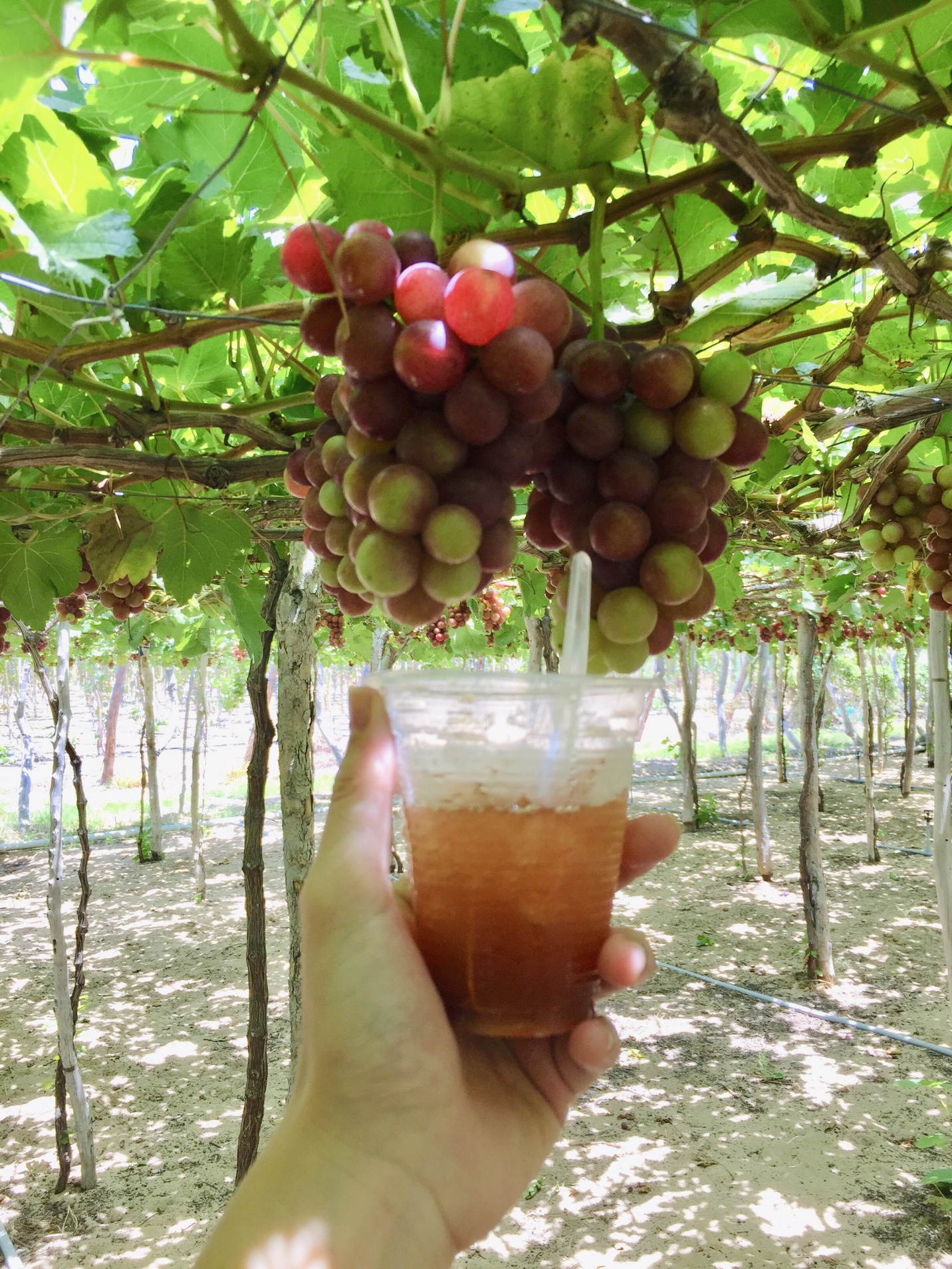 Ninh Thuận - Vùng đất đâu chỉ có nắng và gió - 6