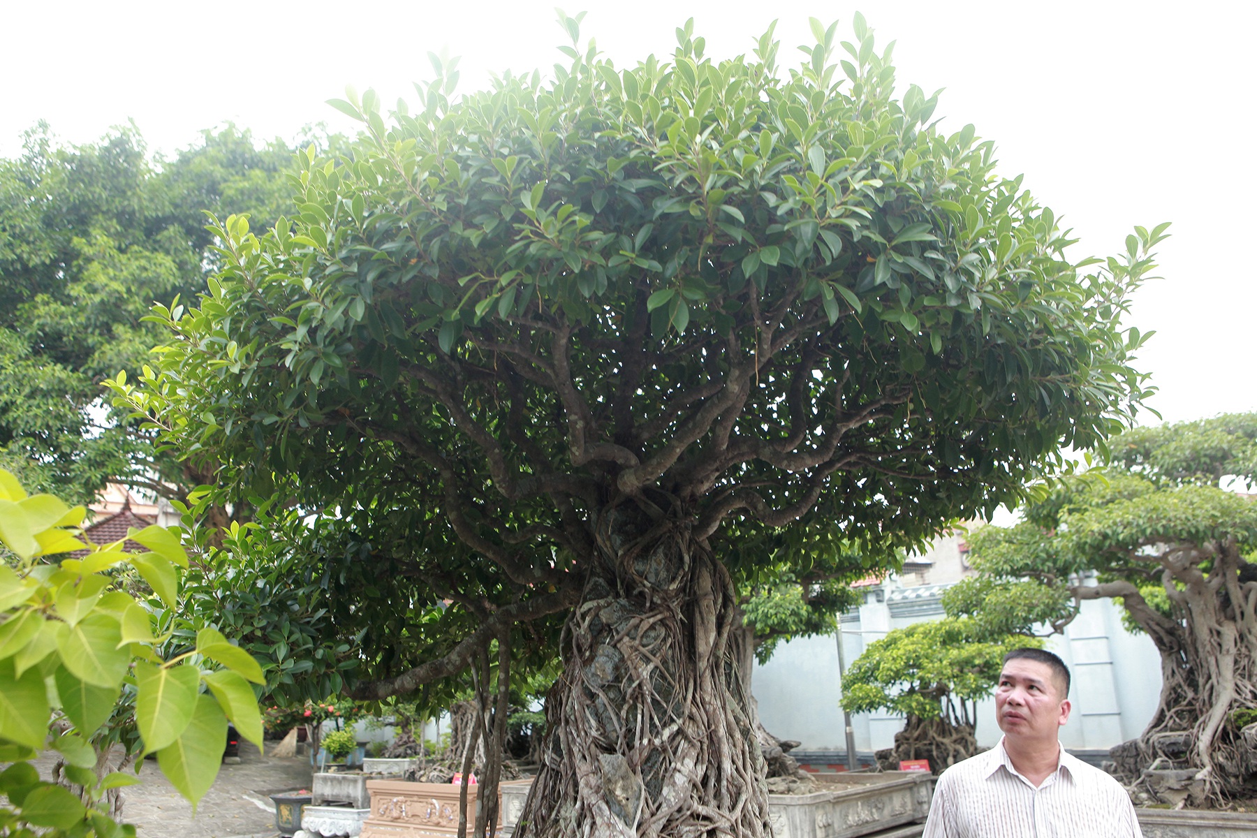 Chiêm ngưỡng bộ ba cây si cổ trị giá chục tỷ đồng của đại gia Vĩnh Phúc - 3