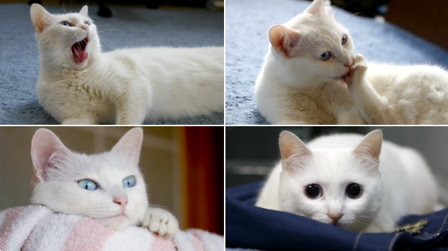 Nobiko - mèo siêu dài nổi tiếng qua đời ở tuổi 18 khiến dân mạng thổn thức - 2