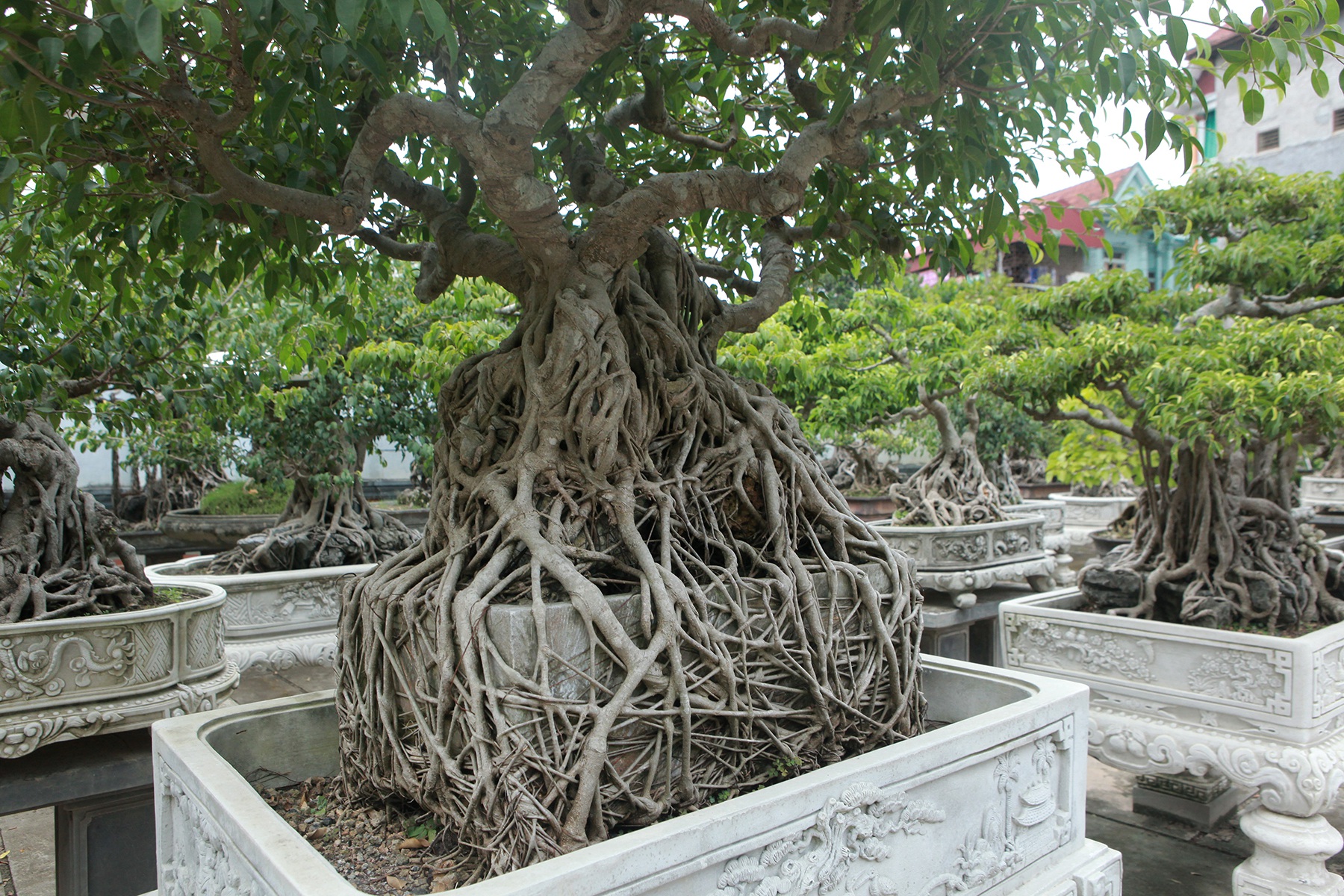 Vườn sanh cổ xứ Huế có giá triệu USD của đại gia Vĩnh Phúc - 11