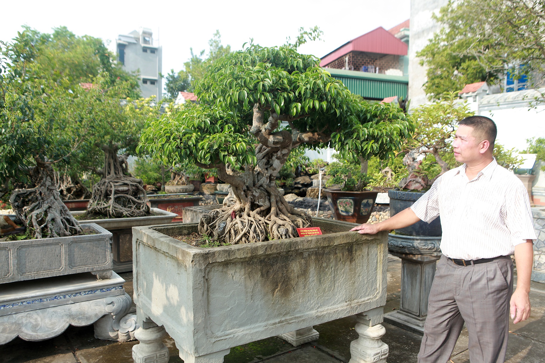Vườn sanh cổ xứ Huế có giá triệu USD của đại gia Vĩnh Phúc - 2