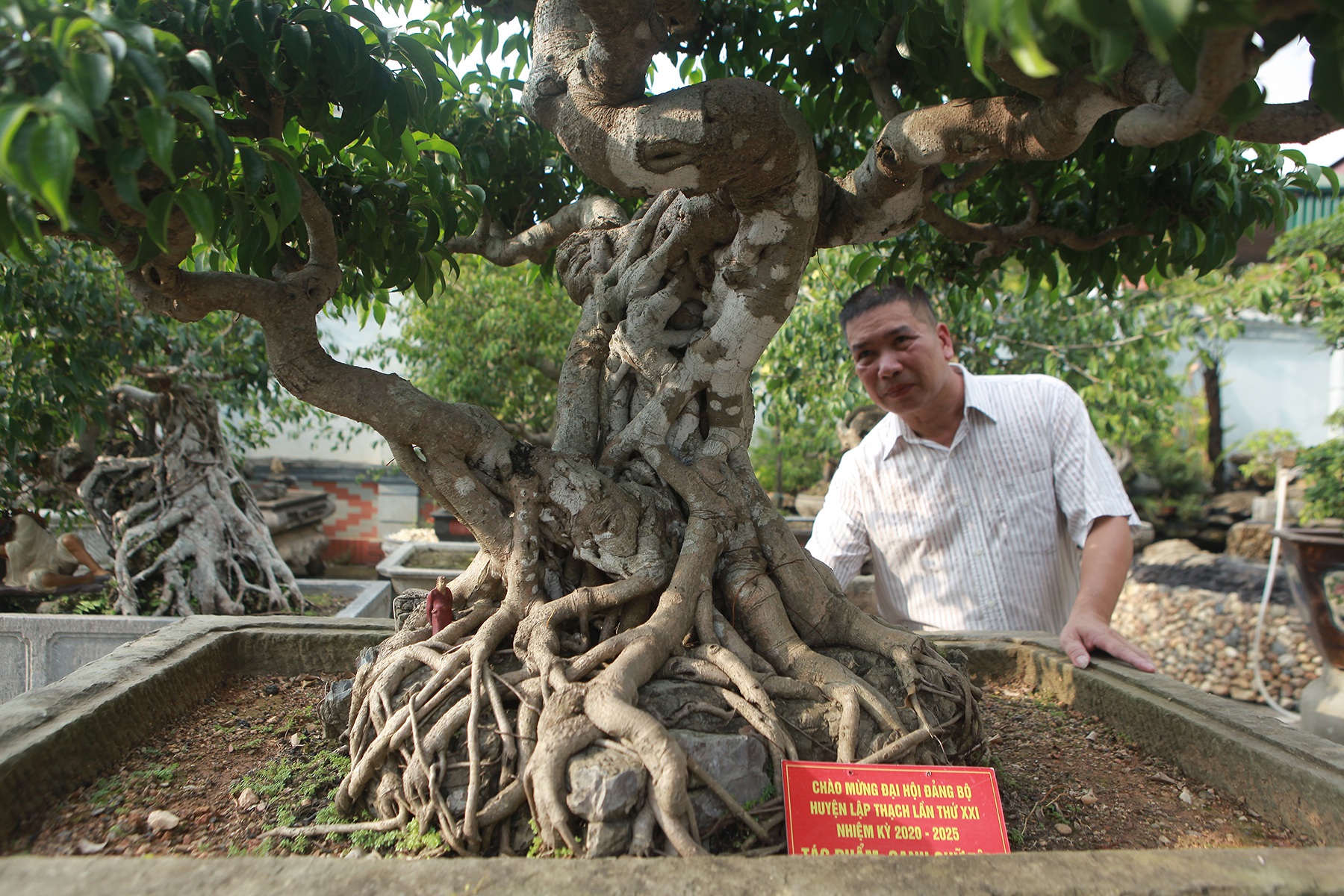 Vườn sanh cổ xứ Huế có giá triệu USD của đại gia Vĩnh Phúc - 3
