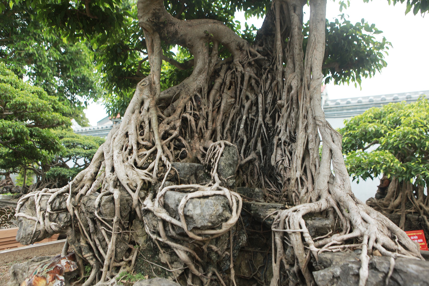 Vườn sanh cổ xứ Huế có giá triệu USD của đại gia Vĩnh Phúc - 5